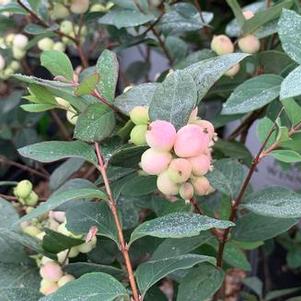 Symphoricarpos x Magical® Mandy