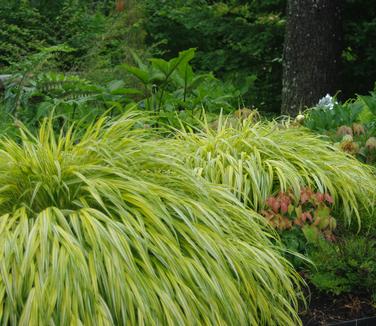 Hakonechloa macra Aureola