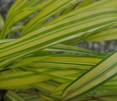 Hakonechloa macra 'Aureola'