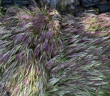 Hakonechloa macra 'Aureola' - Fall color