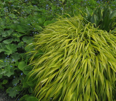 Hakonechloa macra Aureola (Wave Hill)