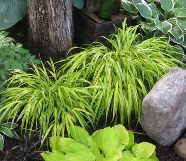 Hakonechloa macra Aureola