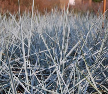 Leymus arenarius 'Blue Dune'