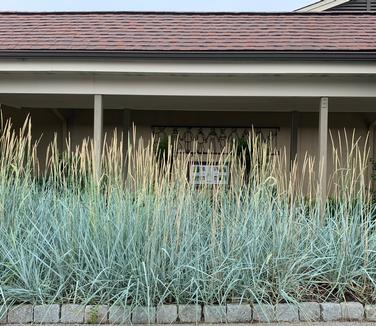 Leymus arenarius 'Blue Dune'