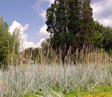 Leymus arenarius 'Blue Dune' (Grounds for Sculpture)