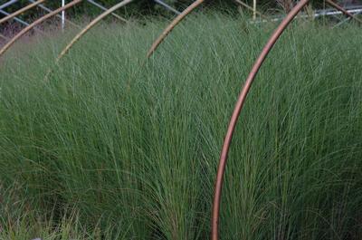 Miscanthus sinensis 'Gracillimus' - Maiden Grass (seed heads)