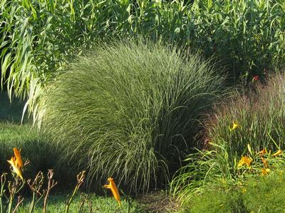 Miscanthus sinensis 'Morning Light' - Maiden Grass