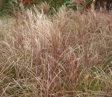 Miscanthus sinensis 'Morning Light' - Maiden Grass