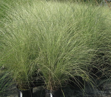Miscanthus sinensis Morning Light - Maiden Grass 