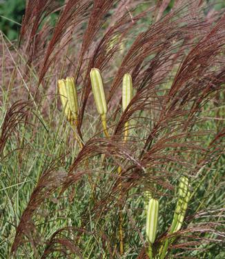 Miscanthus sinensis Morning Light (@ Scott Arb)