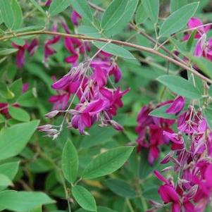 Lespedeza thunbergii Gibraltar