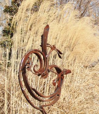 Miscanthus sinensis 'Morning Light' - Maiden Grass