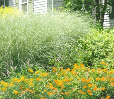 Miscanthus sinensis Morning Light - Maiden Grass