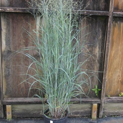 Panicum virgatum Heavy Metal