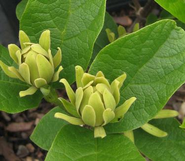 Calycanthus floridus Athens 