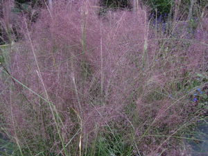 Muhlenbergia capillaris