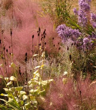 Muhlenbergia capillaris (Chanticleer)