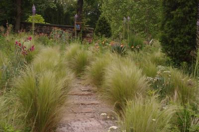 Nassella tenuissima (aka Stipa) at Scott Arboretum