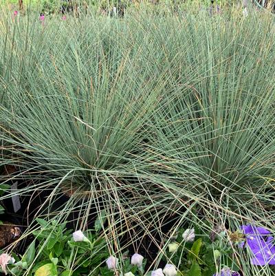 Juncus inflexus Blue Arrows