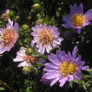 Aster Wood's Light Blue