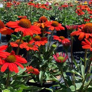 Echinacea purpurea Kismet® 'Intense Orange'