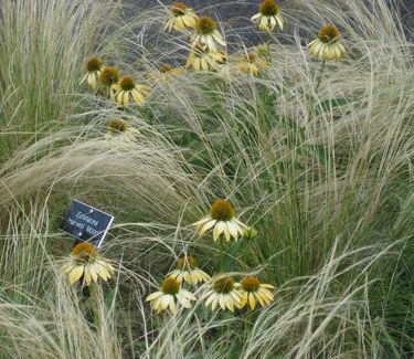 Nassella tenuissima (aka Stipa) at Mt Cuba