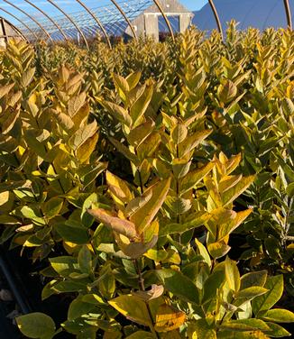 Calycanthus floridus Michael Lindsey (fall color)