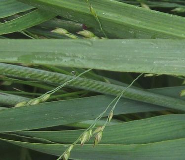 Panicum virgatum 'Heavy Metal' - Switch Grass