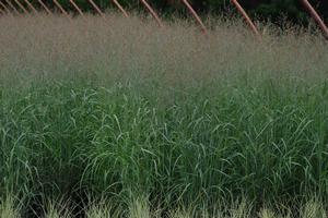 Panicum virgatum 'Heavy Metal' - Switch Grass