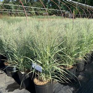 Panicum virgatum Gunsmoke