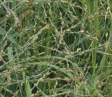 Panicum virgatum Heavy Metal 