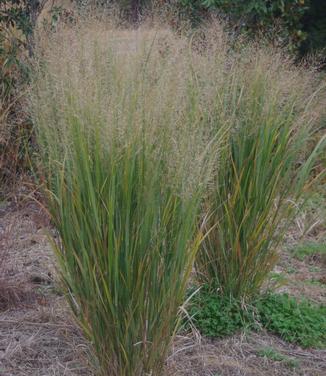 Panicum virgatum Northwind 