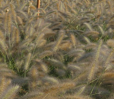 Pennisetum alopecuroides Cassian - Fountain Grass