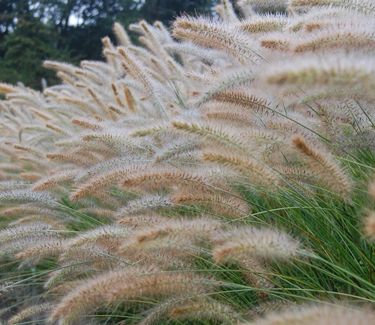 Pennisetum alopecuroides 'Cassian' 