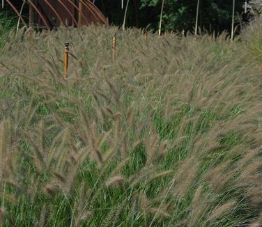 Pennisetum alopecuroides Cassian 