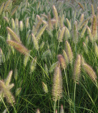 Pennisetum alopecuroides Cassian