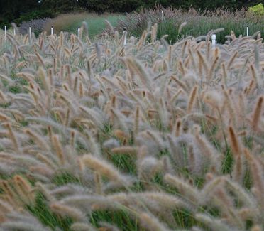 Pennisetum alopecuroides 'Cassian' 