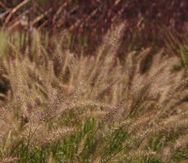 Pennisetum alopecuroides Cassian