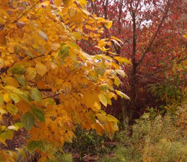 Calycanthus raulstonii Hartlage Wine (fall color)