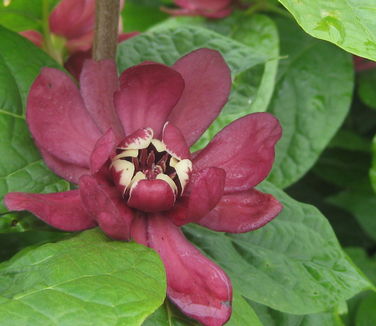 Calycanthus raulstonii Hartlage Wine - Sweetshrub