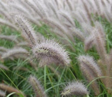 Pennisetum alopecuroides 'Red Head'