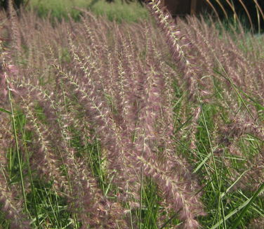 Pennisetum orientale Karley Rose