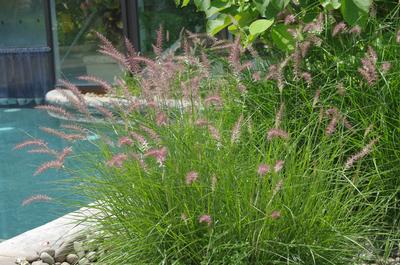 Pennisetum orientale Karley Rose