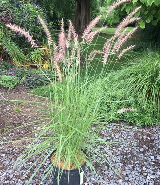 Pennisetum orientale Karley Rose 