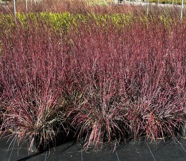 Schizachyrium scoparium 'The Blues' - Little Bluestem from Pleasant Run Nursery