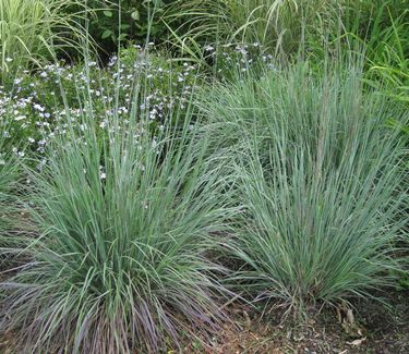 Schizachyrium scoparium 'The Blues' - Little Bluestem 