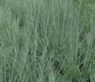 Schizachyrium scoparium 'The Blues' - Little Bluestem