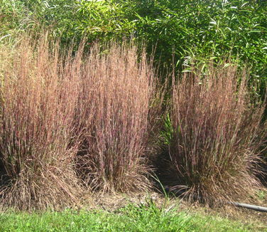 Schizachyrium scoparium 'The Blues' 