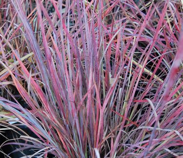 Schizachyrium scoparium 'The Blues' 