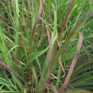 Andropogon virginicus 